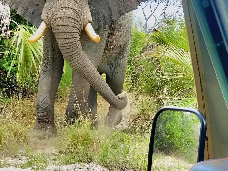 Un elefante salvaje junto al jeep de safari en Mikumi